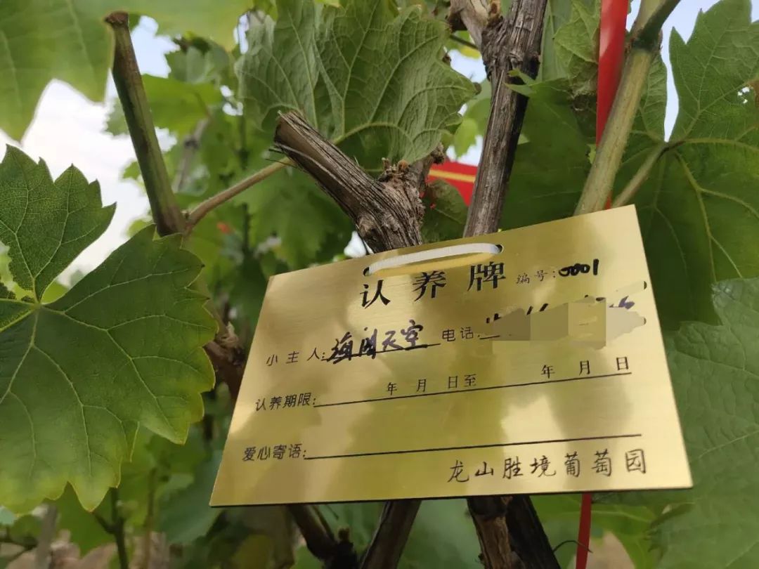 龙山胜境葡萄园第一批vip认养葡萄树挂牌