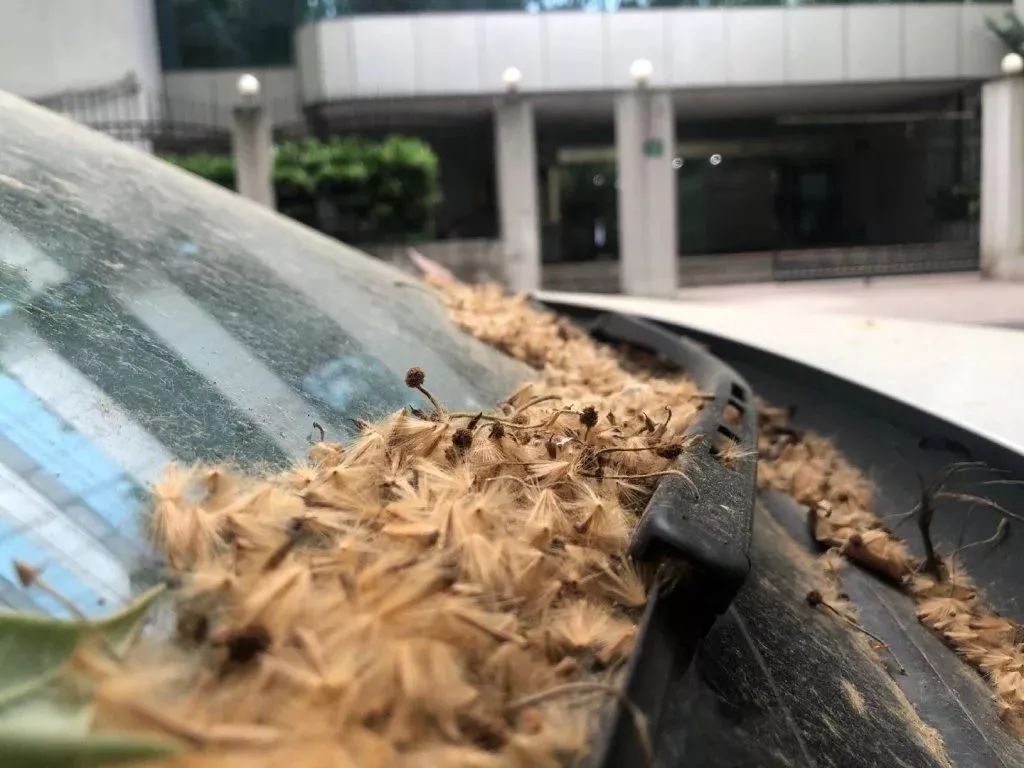 5月,走在梧桐树下的上海,我学会了b-box