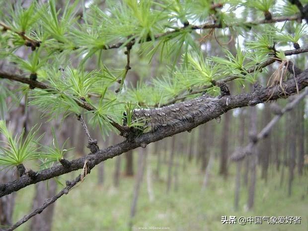 毛毛虫预警 超级偏暖 干燥天气惹祸 东北林海有了大麻烦 松毛虫