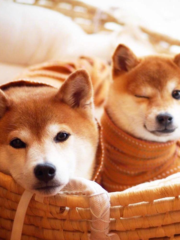 狗狗怎么看是不是感冒 37e3b7d1434a46d88919bac46e743bc1.jpeg