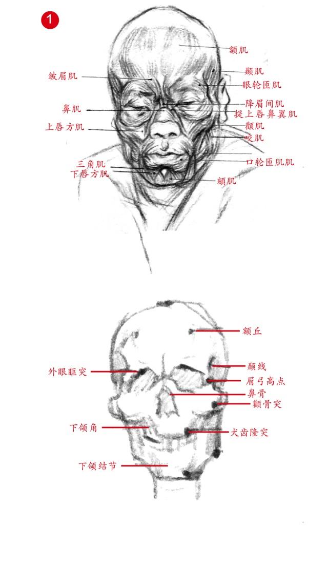 素描头部完整解析!