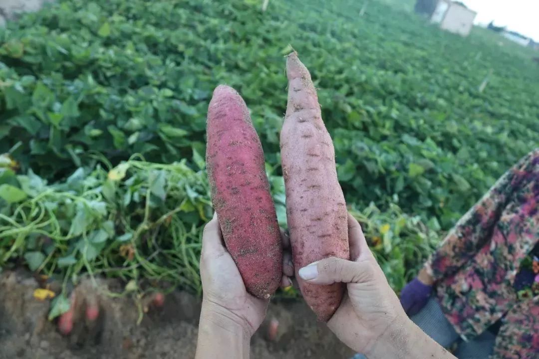 海沙养大的六鳌红蜜薯,软糯香甜,还会