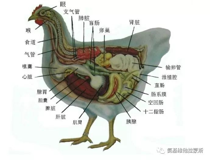 鸡的体腔中部缺少横隔膜,使腹腔感染疾病容易传播至胸部的重要脏器