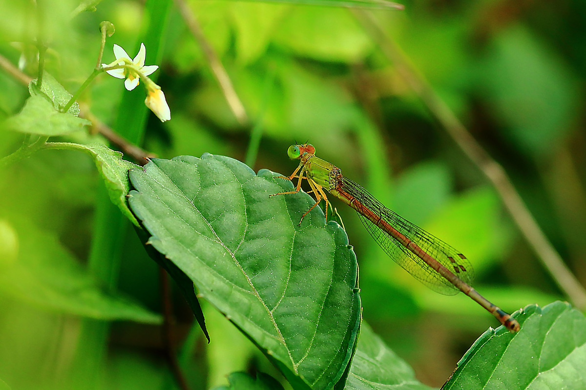 图虫人文摄影:微距 昆虫 蜜蜂飞舞 红叶