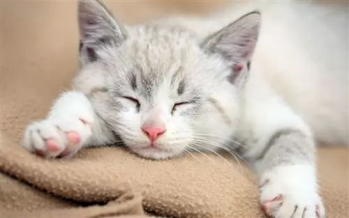 你的猫咪信任你吗?如何得到猫咪的信赖? 新太阳城官网