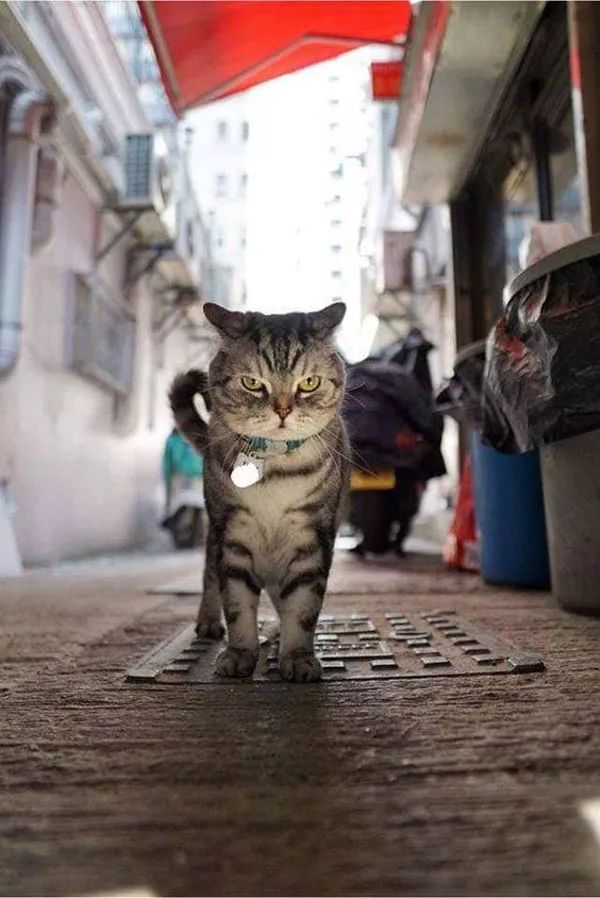 主人拍下猫在街头的霸气写真照,网友:竟然被一只猫帅到了! 乐虎国际登录平台