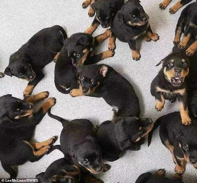 产检时，医生告诉他，狗狗肚子里有六只小狗，结果生了16只