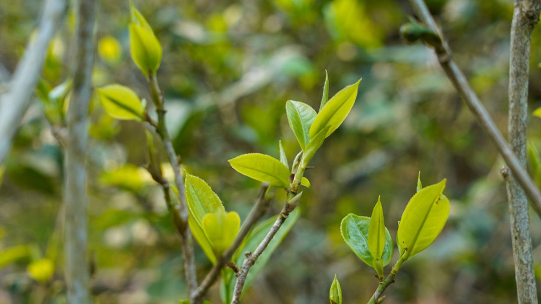 新品上线|夏泉的清冽:无量山古树普洱茶