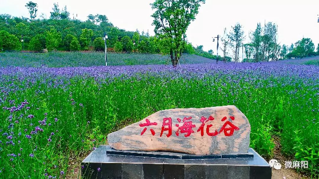(建议在 wifi下观看)航拍麻阳长河公园"紫色花海"这个地方便是长河