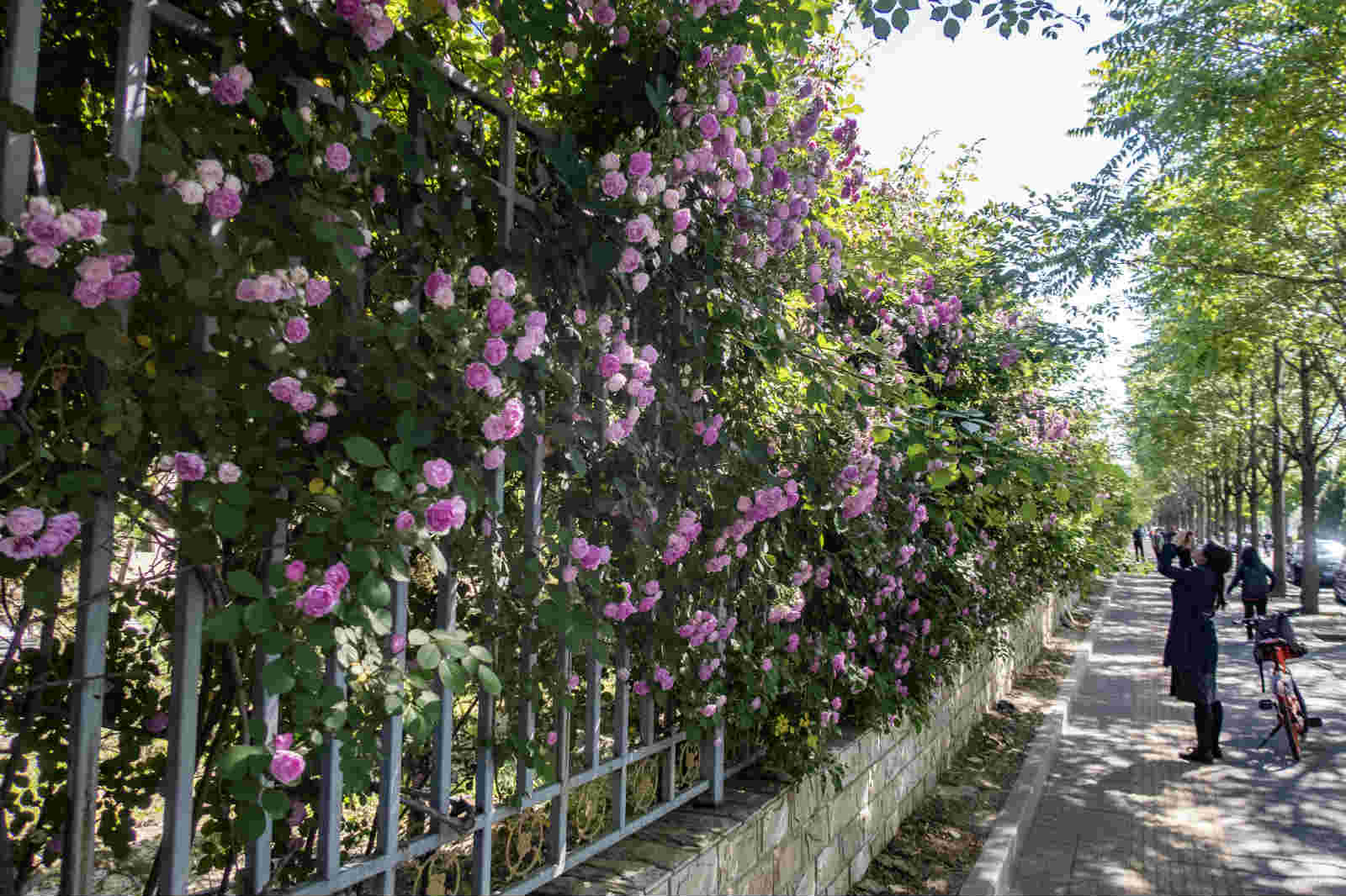 北京对外经贸大学最美蔷薇花墙颜值尽显