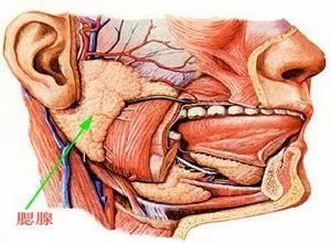 【健康】五月流行性腮腺炎高发季,家长们要引起注意啦