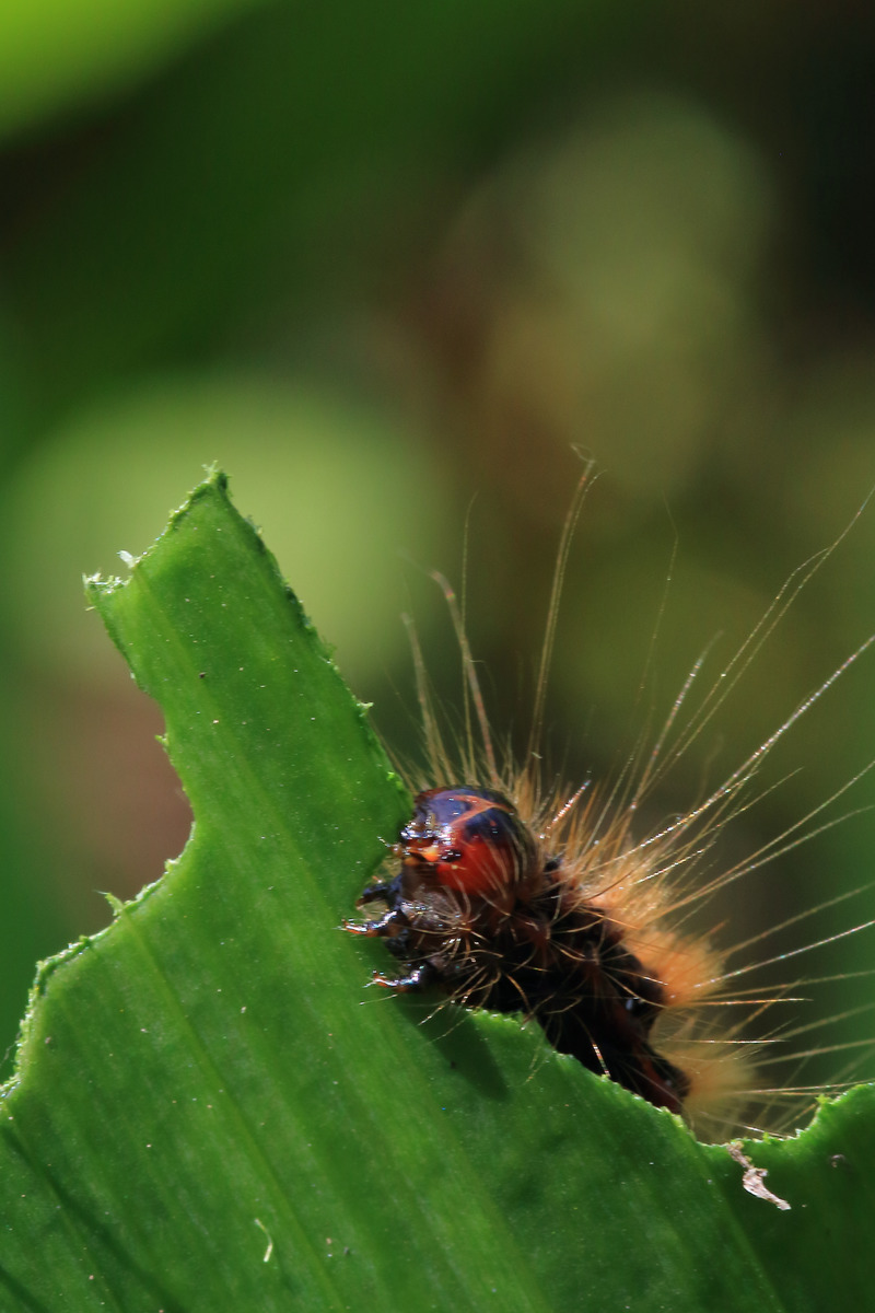 图虫人文摄影:微距 昆虫 蜜蜂飞舞 红叶