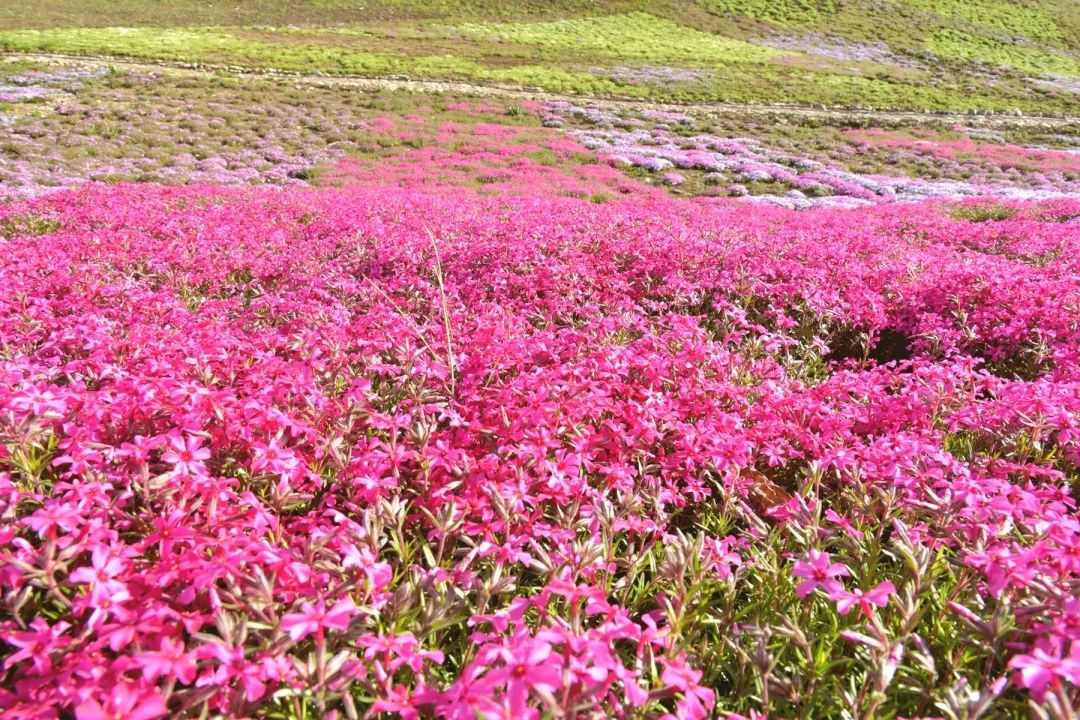 母亲节送花?不如来浑江区看彩虹花海!