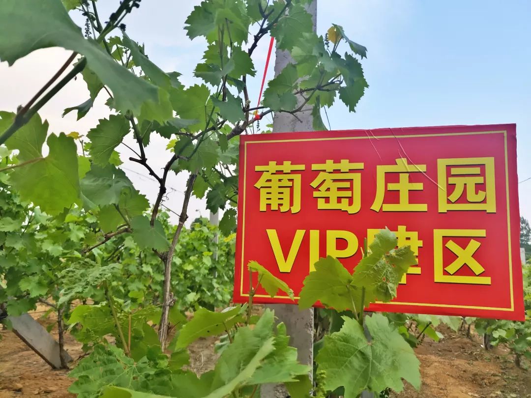龙山胜境葡萄园第一批vip认养葡萄树挂牌