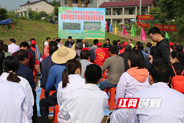 5月10日,衡阳市蒸湘区呆鹰岭镇土桥村举办首届桑葚采摘节.