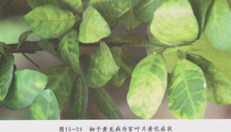 柑橘,柚子黄龙病的看这里