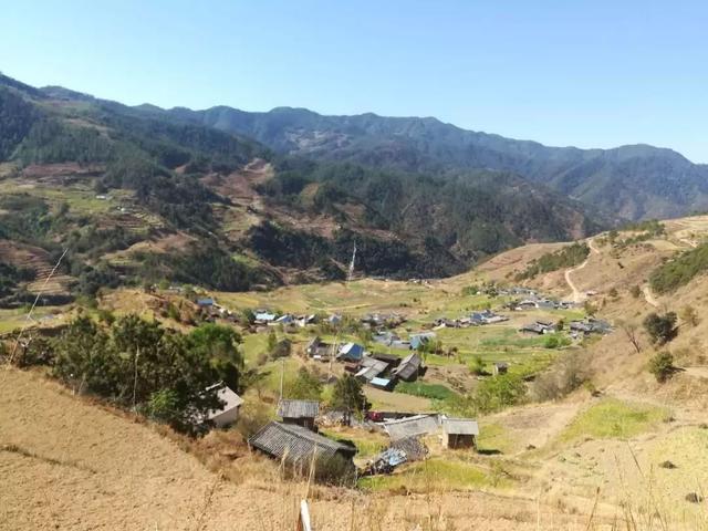 在西布河村,有一种植物,俗称酸浆草,无论山坡上