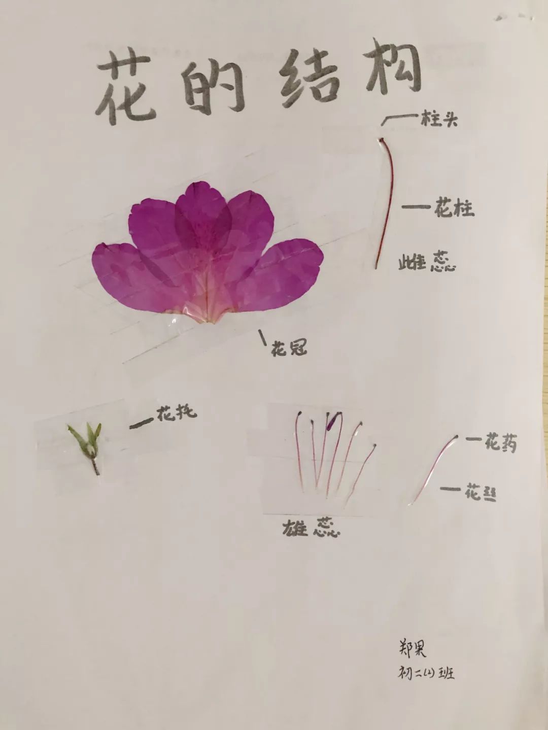 南昌民67德学校花的结构标本制作