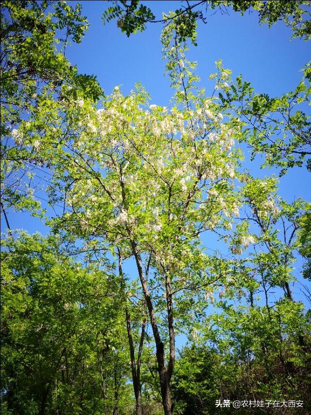 永寿槐花正开时,漫山遍野的槐香让人陶醉