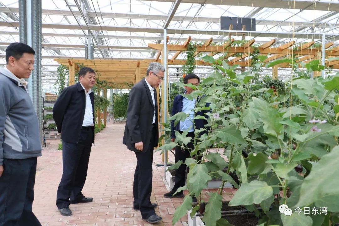 【今日关注】省粮食和物资储备局局长段昌盛来我镇调研设施蔬菜产业