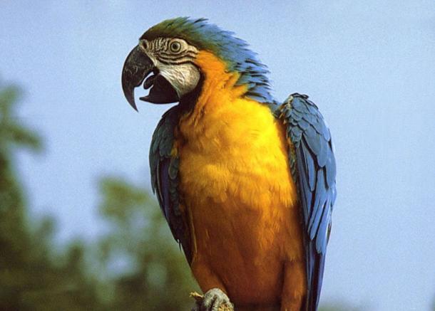 怎么养金刚鹦鹉要拿到什么证才行 d91c8e26bb6a42ca8f4ac047261769e1.jpeg