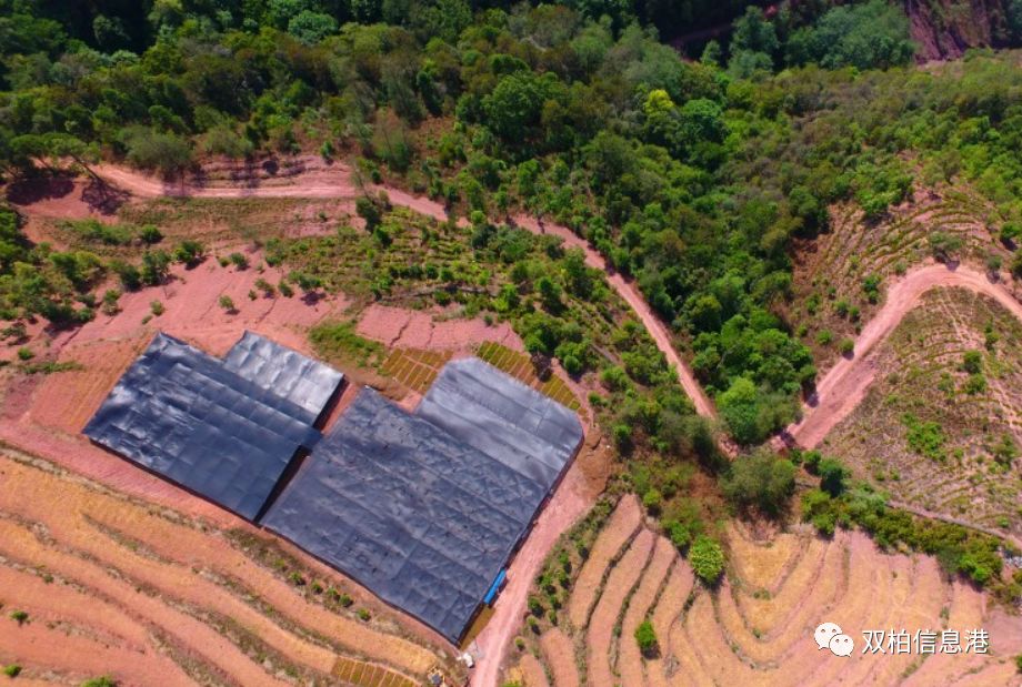 航拍双柏县马龙河林场滇重楼良种繁殖基地.