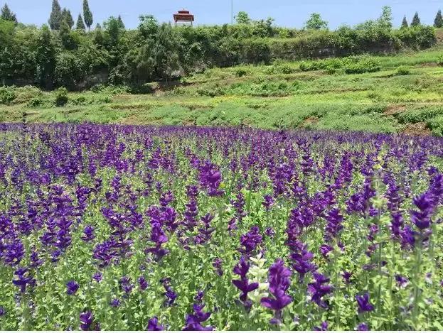 2019渠县万花谷首届花海旅游节精彩活动还在继续就等你来