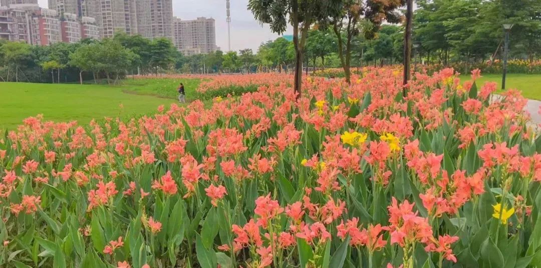 波斯菊美人蕉禅城三大花海浪漫上线趁天气好一次赏个够