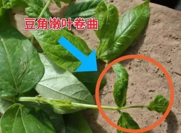 芒果蓟马不防好要遭殃!
