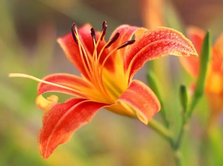 【丁老师祝福】母亲节快乐!