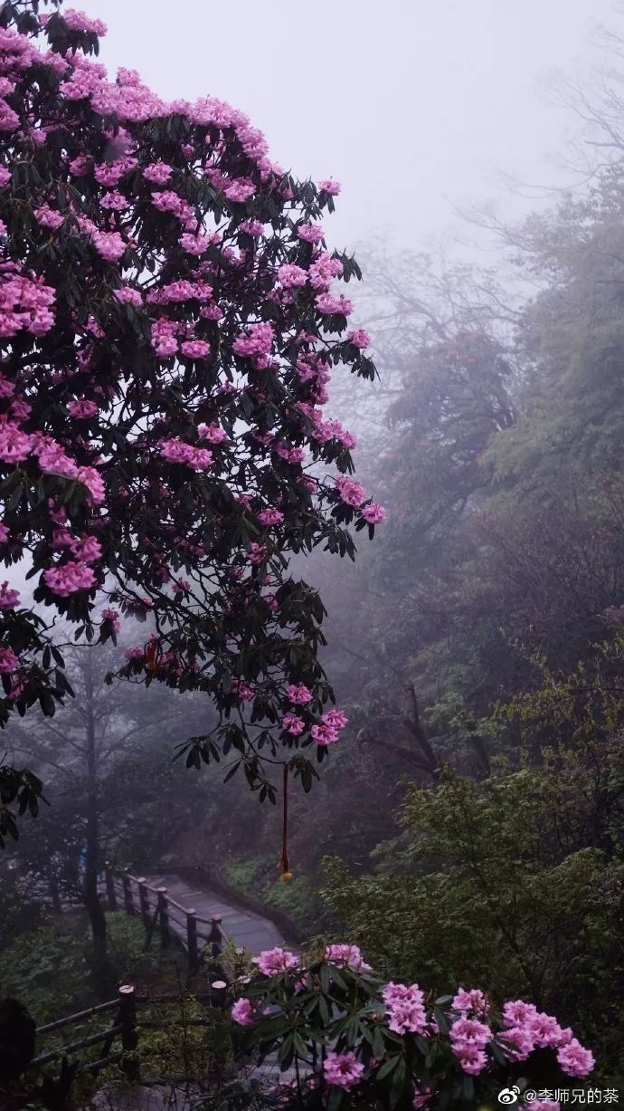 烟雨峨眉,邂逅18万亩杜鹃花开满山