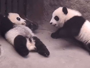 原創
            兩只大熊貓突然鬥毆，操作令飼養員費解：要打去練舞室打 未分類 第3張