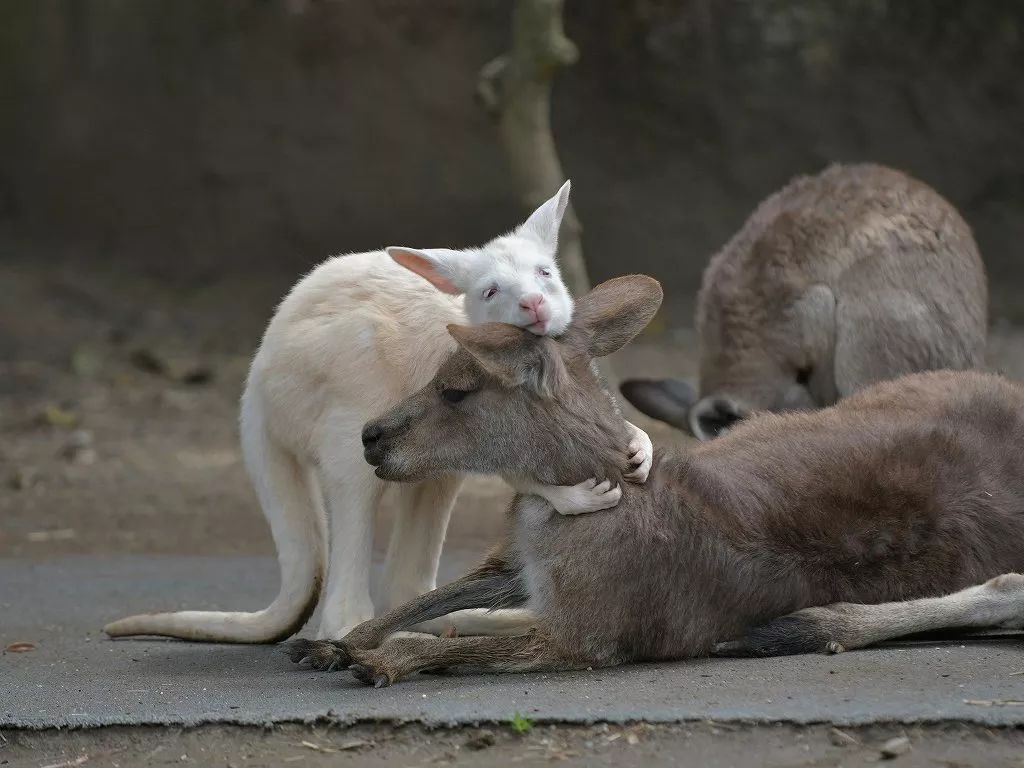 关于我们 最近,日本金泽动物园里 一只名叫ruー的 虽然已经不是个