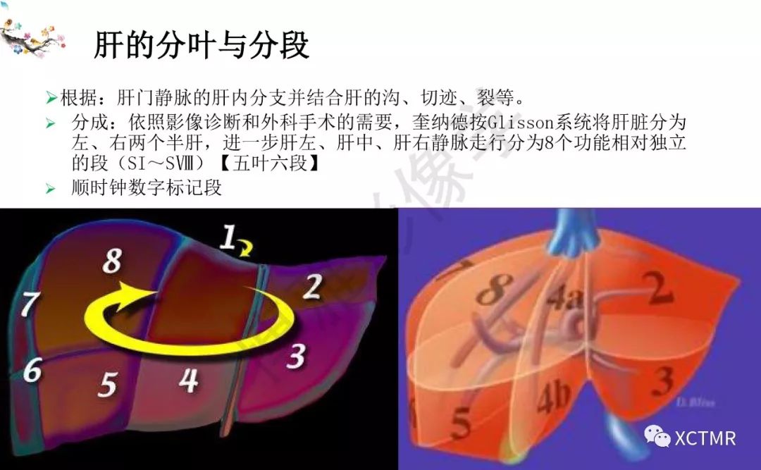 肝脏分叶分段的影像学解剖