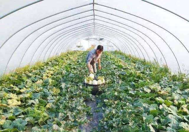 商城| 上海本地南汇甜瓜,成熟上市!果肉糯沙,多汁鲜甜!