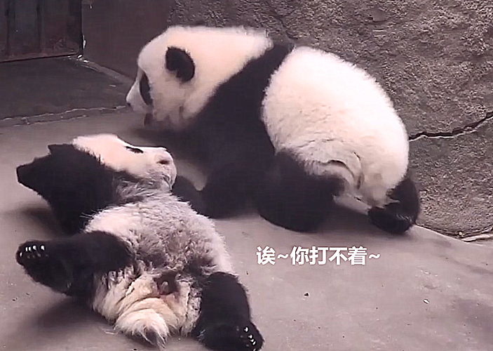原創
            兩只大熊貓突然鬥毆，操作令飼養員費解：要打去練舞室打 未分類 第2張
