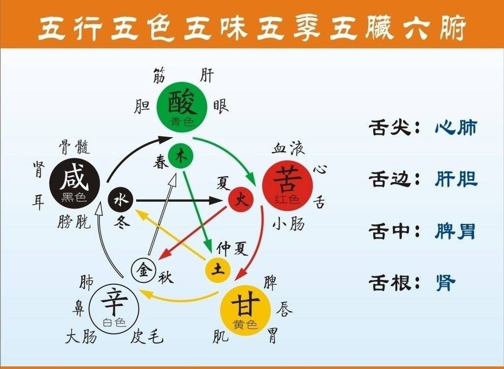 五脏六腑图猜一成语_身体结构图五脏六腑(2)