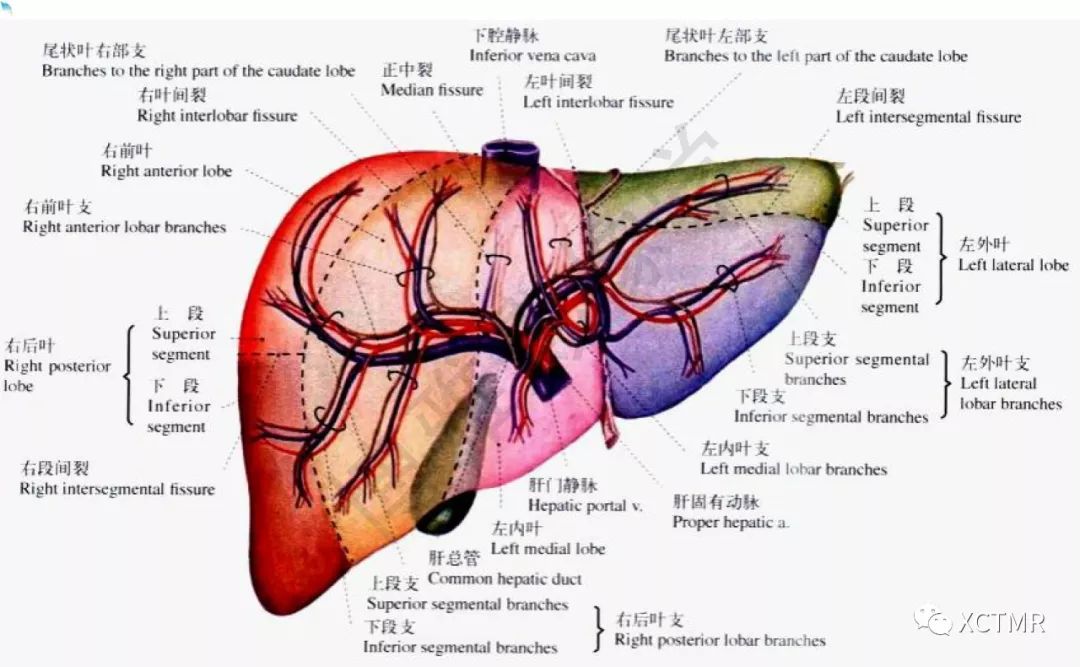 肝脏分叶分段的影像学解剖