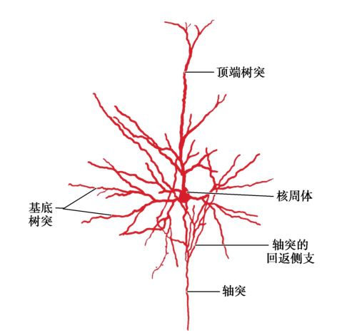 神经解剖 | 大脑半球的内部结构(上)-《临床神经解剖学》连载之二