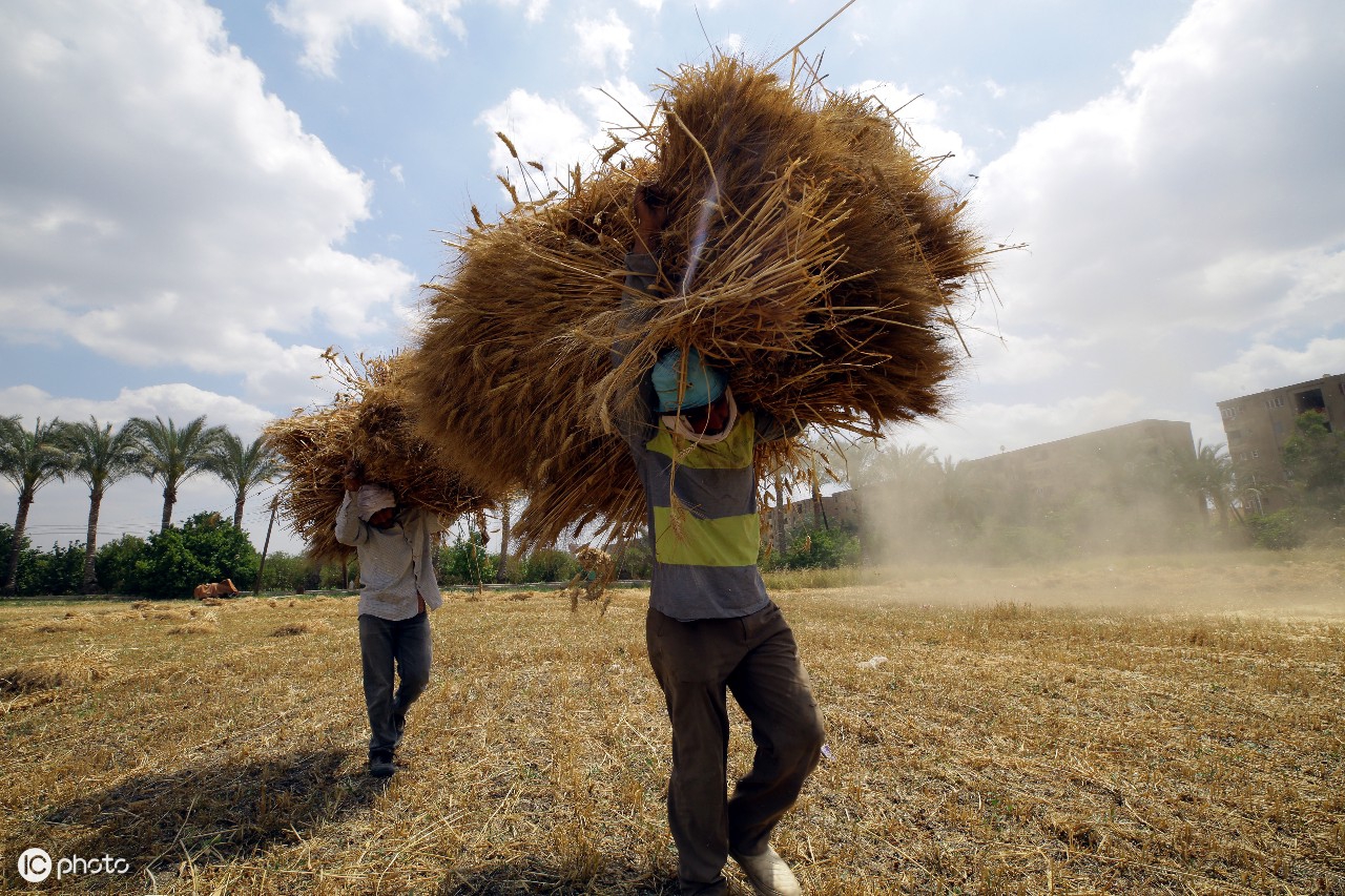 2019年5月埃及人开始收割小麦
