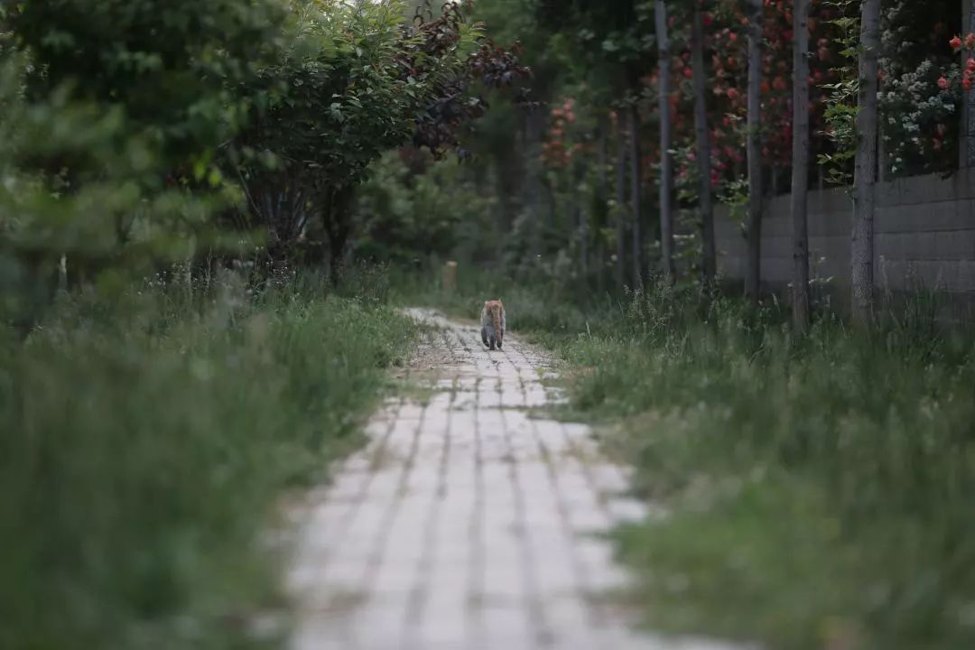 也会委屈 黑夜中蜷缩的身体 就把窗帘打开,一切重来 愿你此生孤独,却