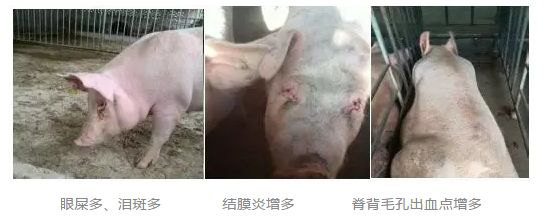三十头母猪,”有脸脏背脏,黑眼圈“多次用药无效?换个思路,立竿见影! 立即博v88
