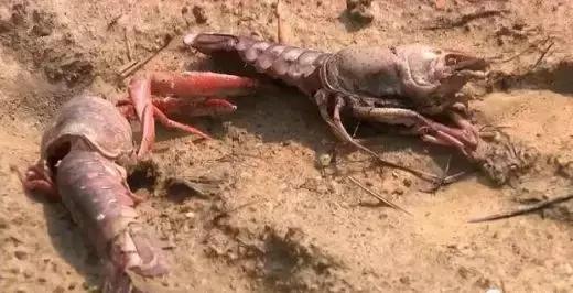 尸横遍野,熊孩子毒死了千斤小龙虾 !吃货和虾农一起在哀嚎~