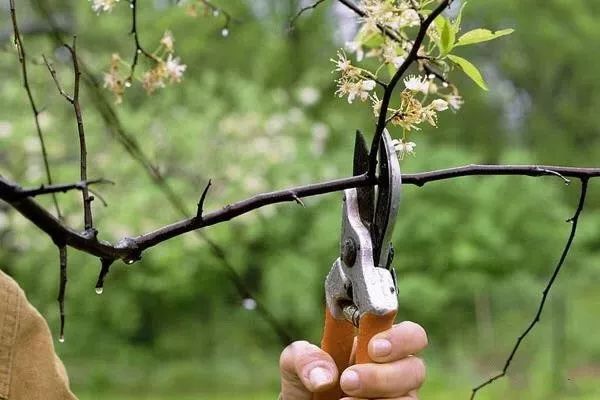 小米是什么植物结的 50e80c18a6e744dfa775a14b5b22d975.jpeg