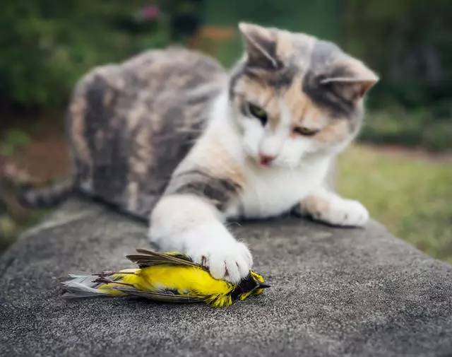 窗外的鸟本来就不多了,怎么保护剩下的不被猫吃光?