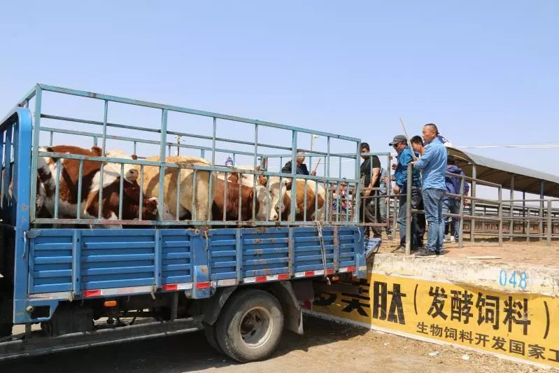 这个时间,参加牛市的牧民们已经开始忙碌了起来,一排排拉牛车不断地