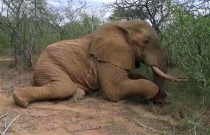 大象突然間咯噔一下倒在了地上，湊近之後發現讓人心寒的一幕！ 未分類 第1張
