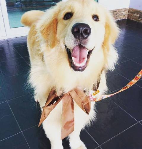 金毛犬的使用说明书