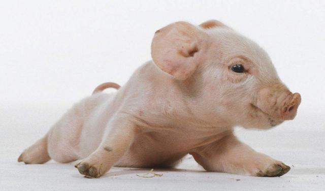 吃奶的小猪后腿发抖站不稳是什么原因主要有两点