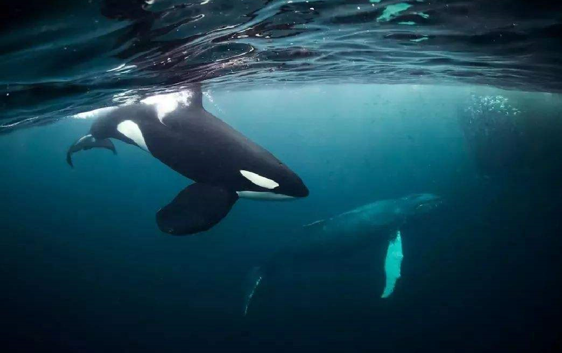 世界上最孤獨的虎鯨，4歲時被捕賣到海洋館，被囚禁近50年 未分類 第7張